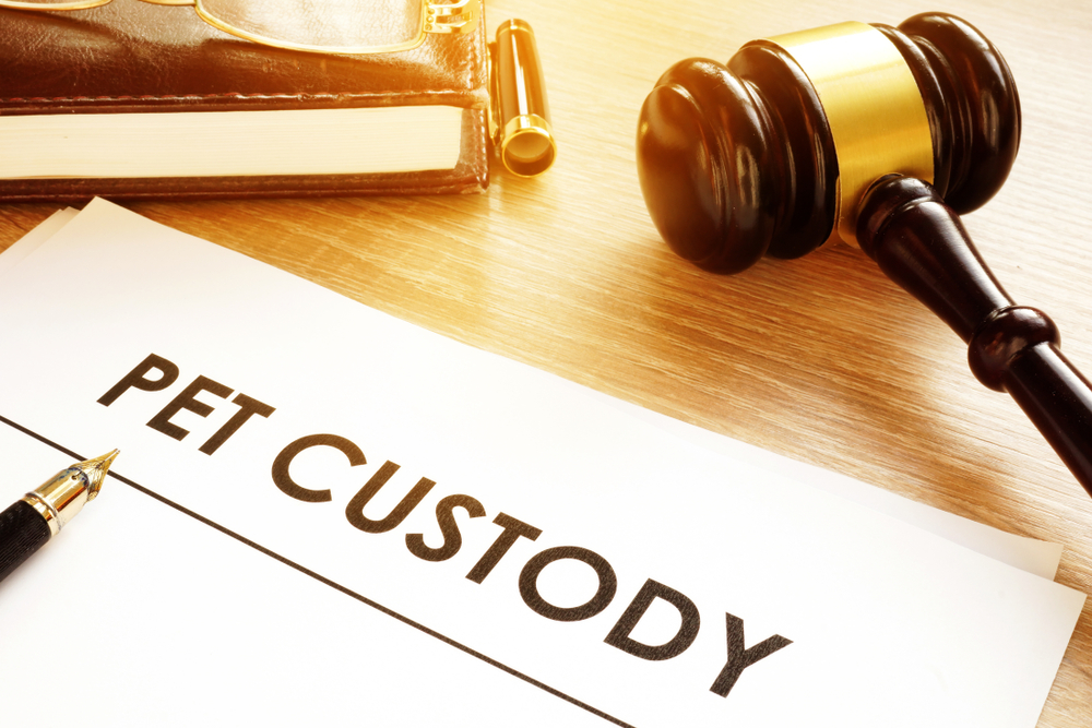 pet custody